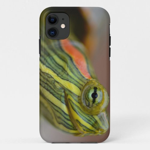 Red_eared Slider Turtle iPhone case