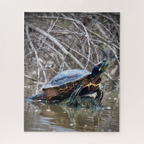 Red_eared Slider Turtle Jigsaw Puzzle
