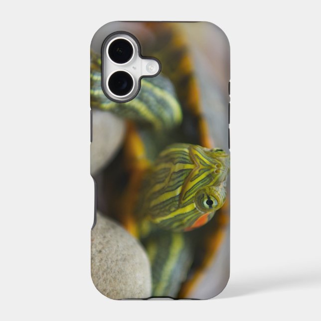 Red Eared Slider Turtle on River Rocks Iphone Case (Back)