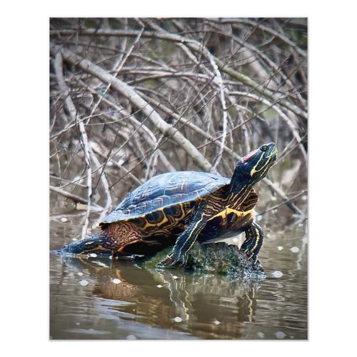 Red_eared Slider Turtle Photo Print
