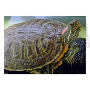 Red Eared Sliders all occasion greeting card