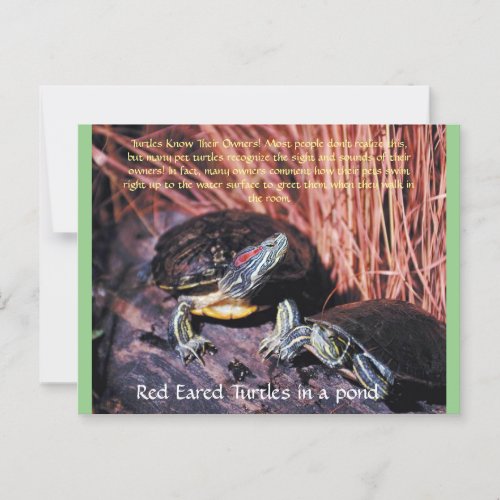 Red Eared Turtles Postcard