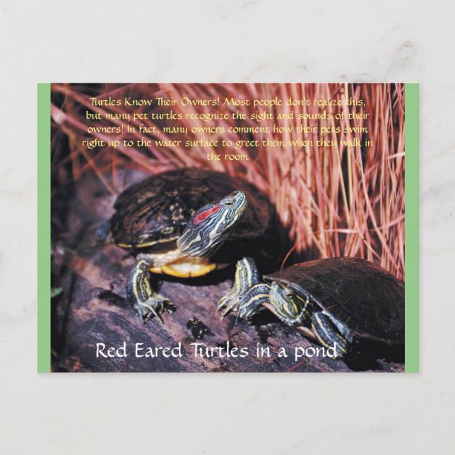 "Red Eared Turtles" Postcard (Front)
