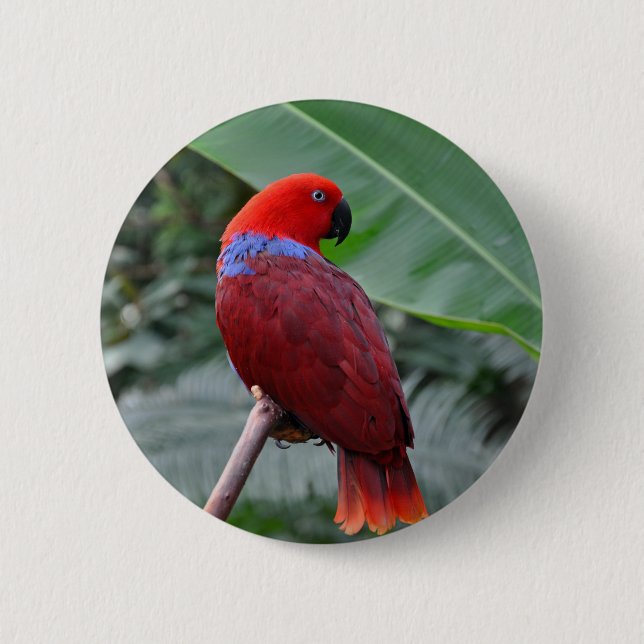 Red eclectic parrot button (Front)
