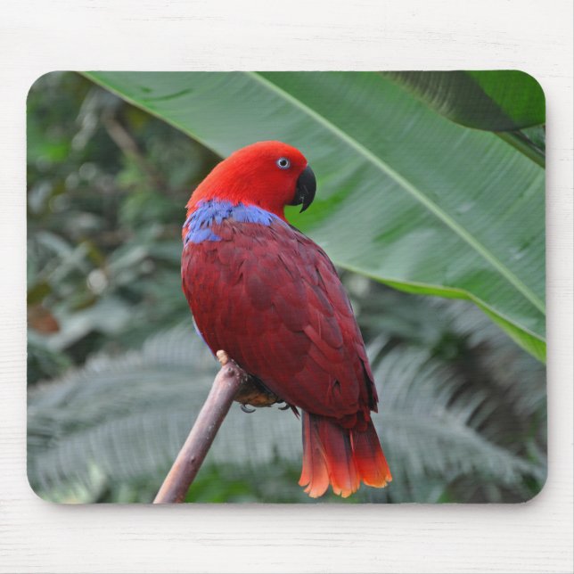 Red eclectic parrot mouse pad (Front)