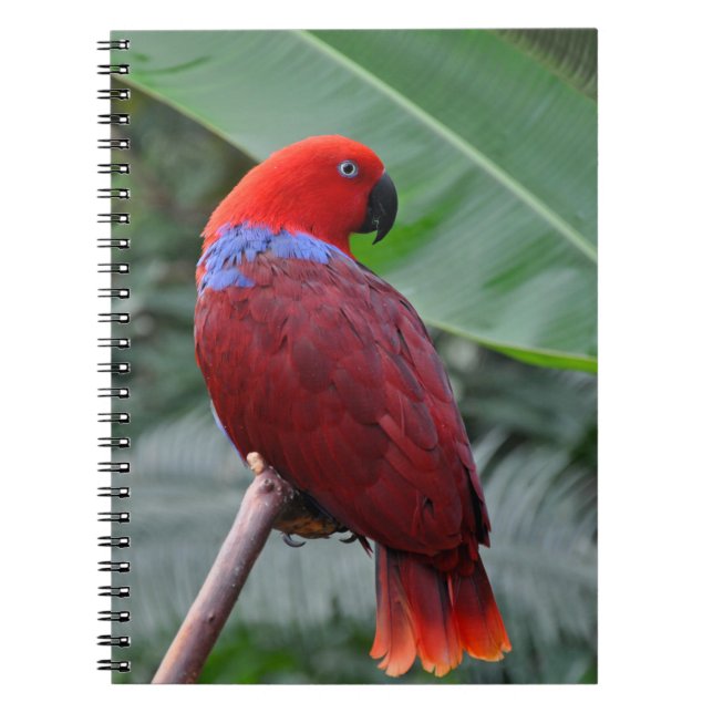 Red eclectic parrot notebook (Front)