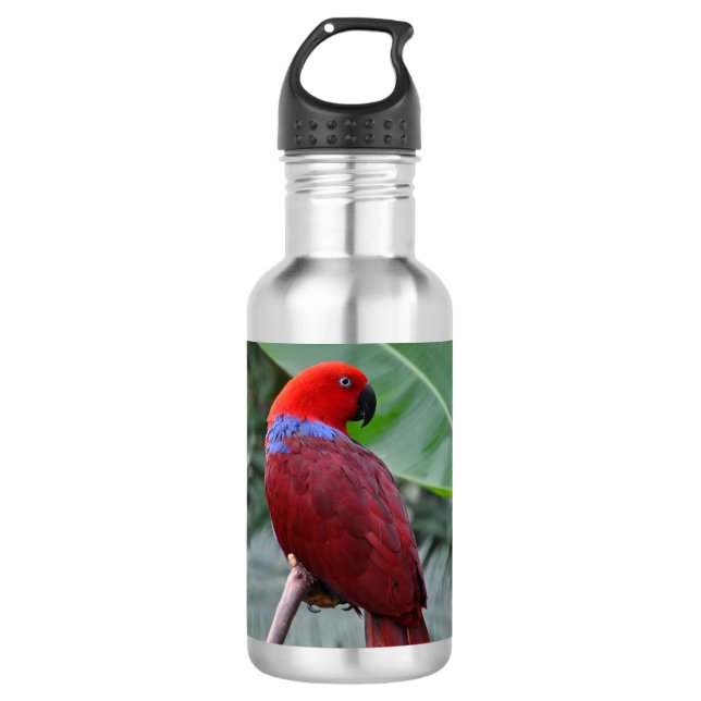 Red eclectic parrot stainless steel water bottle (Front)