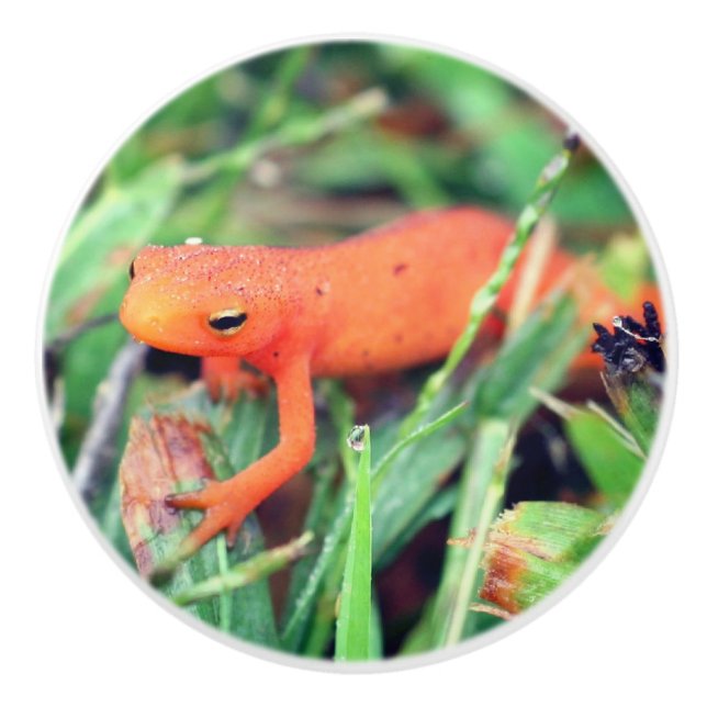 Red Eft Orange Salamander Nature 1   Ceramic Knob (Front)