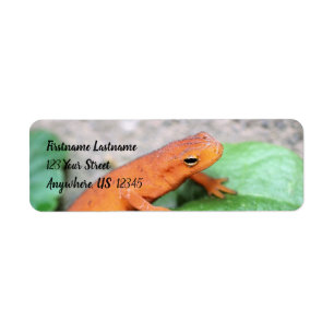 Red Eft Orange Salamander Nature #2 Address Label