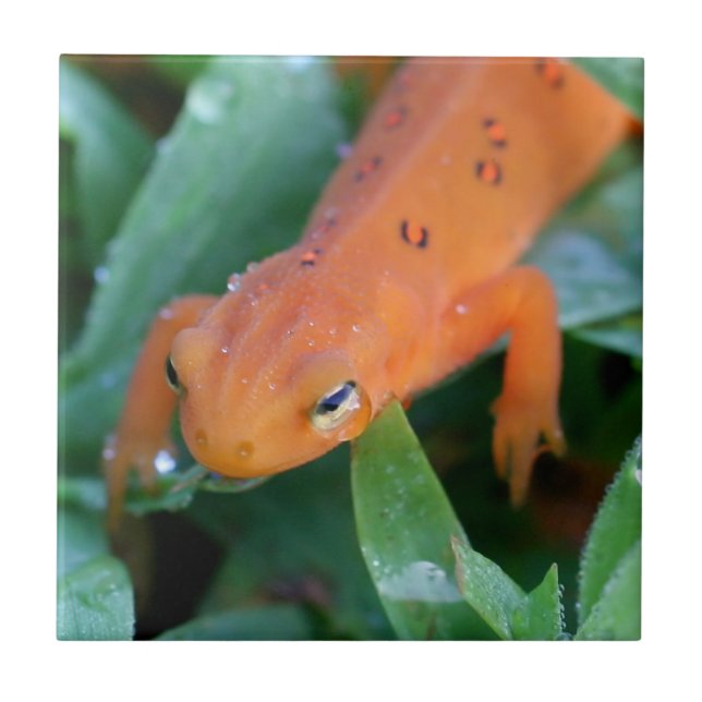 Red Eft Orange Salamander Nature Tile (Front)
