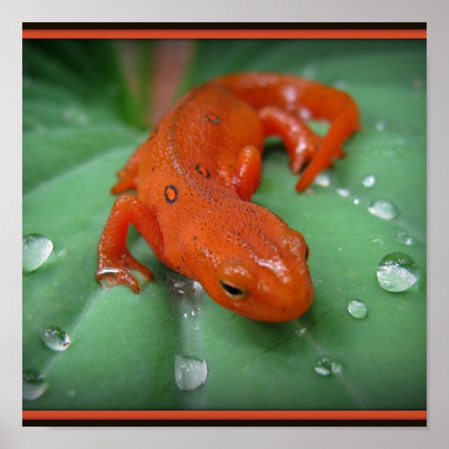 Red Eft Poster (Front)
