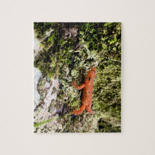 Red Eft Puzzle 11 x 14 252 pieces Jigsaw Puzzle