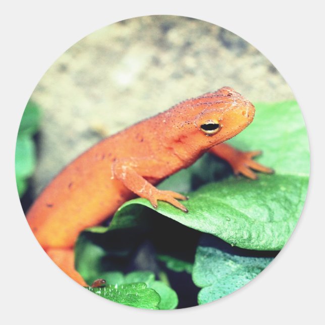 Red Eft Salamander Nature  Classic Round Sticker (Front)