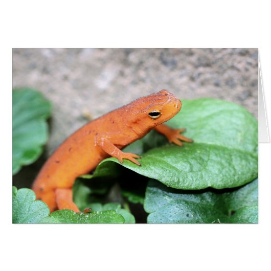 Red Eft Salamander Nature Photography Card (Front Horizontal)