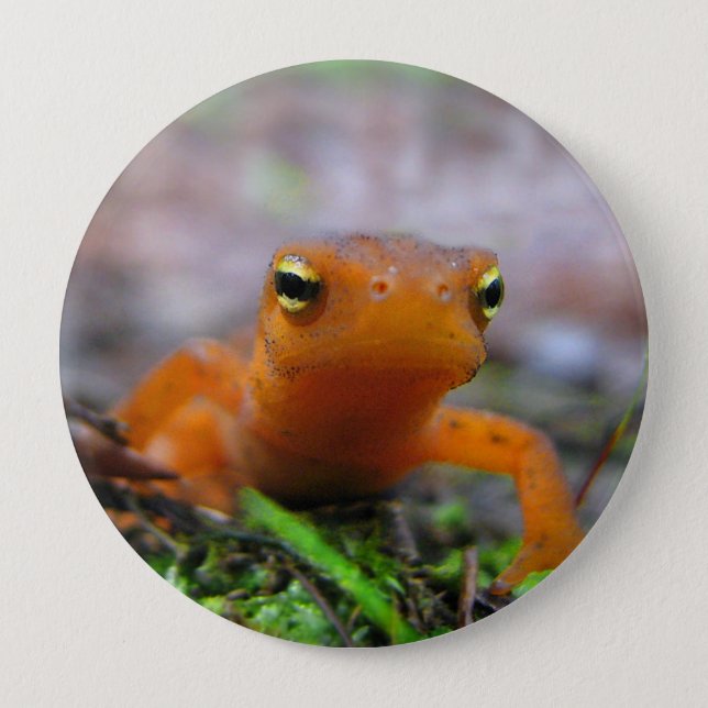 Red Eft Salamander Newt Nature Button (Front)
