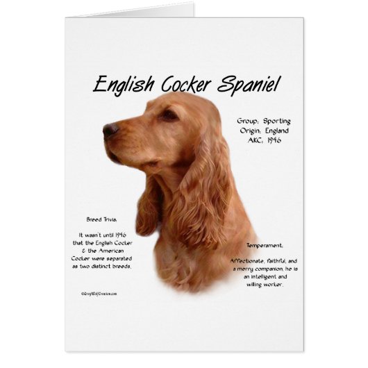 Red English Cocker Spaniel History Cards (Front)