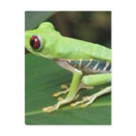 Red Eye Green Tree Frog Postcard