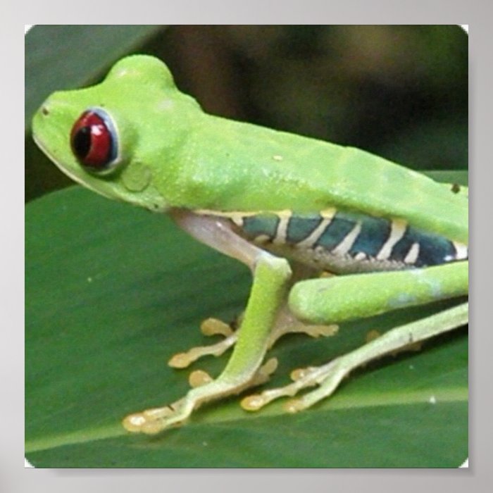 Red Eye Green Tree Frog Print
