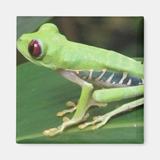Red Eye Green Tree Frog Square Magnet (Front)