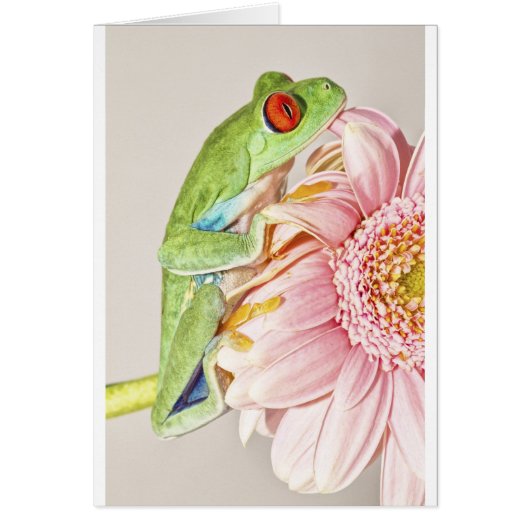 Red Eye Tree Frog Cards (Front)