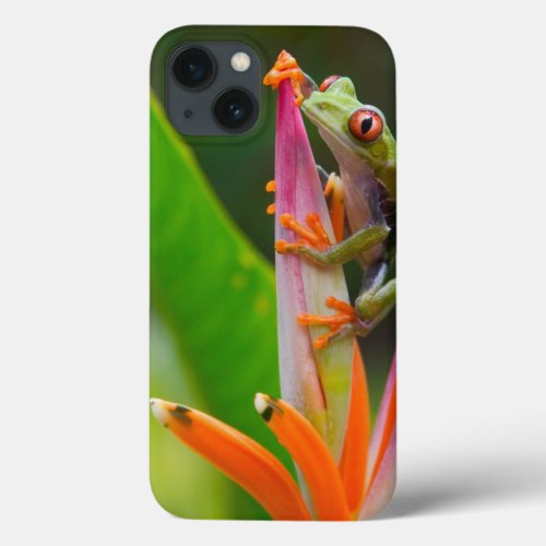 Red_eye tree frog Costa Rica 2 iPhone 13 Case