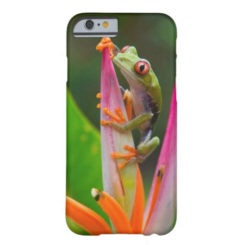 Red_eye tree frog Costa Rica 2 Barely There iPhone 6 Case