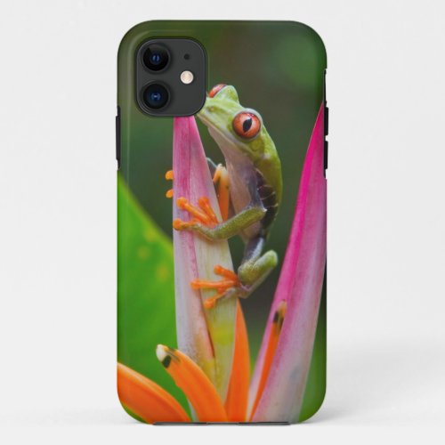 Red_eye tree frog Costa Rica 2 iPhone 11 Case