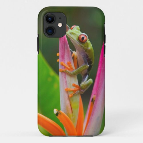 Red_eye tree frog Costa Rica 2 iPhone 11 Case
