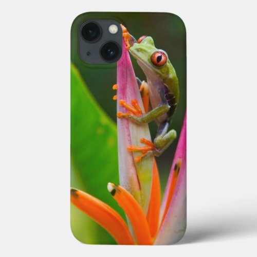 Red_eye tree frog Costa Rica 2 iPhone 13 Case