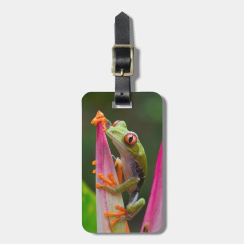 Red_eye tree frog Costa Rica 2 Luggage Tag