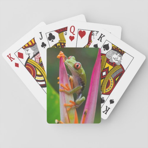 Red_eye tree frog Costa Rica 2 Playing Cards