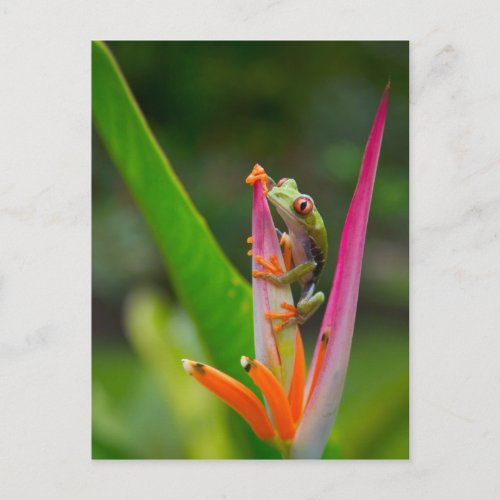 Red_eye tree frog Costa Rica 2 Postcard