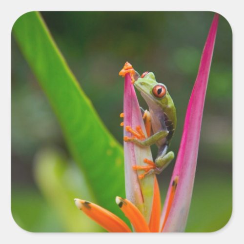 Red_eye tree frog Costa Rica 2 Square Sticker