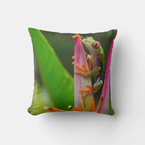 Red_eye tree frog Costa Rica 2 Throw Pillow