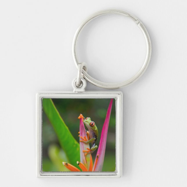 Red-eye tree frog, Costa Rica Keychain (Front)