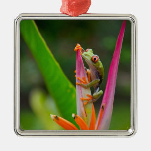 Red-eye tree frog, Costa Rica Metal Ornament