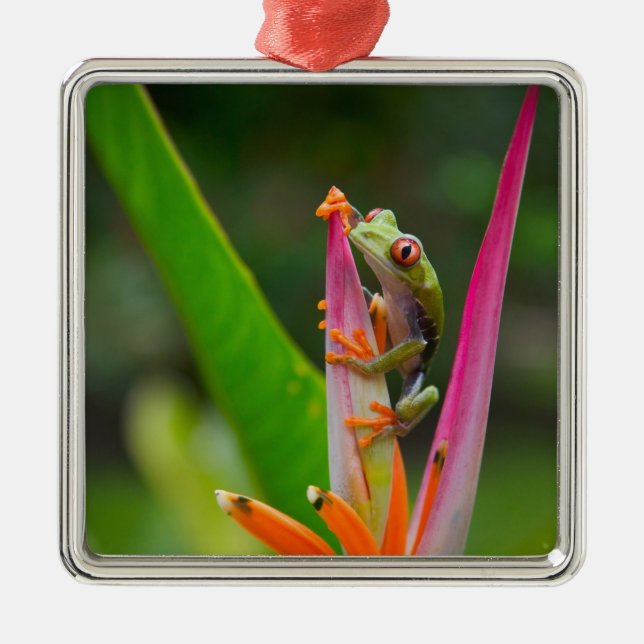 Red-eye tree frog, Costa Rica Metal Ornament (Front)