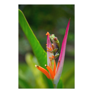 Red-eye tree frog, Costa Rica Photo Print