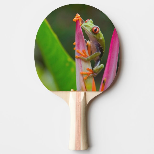 Red-eye tree frog, Costa Rica Ping-Pong Paddle (Front)
