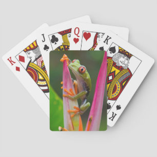 Red-eye tree frog, Costa Rica Poker Cards