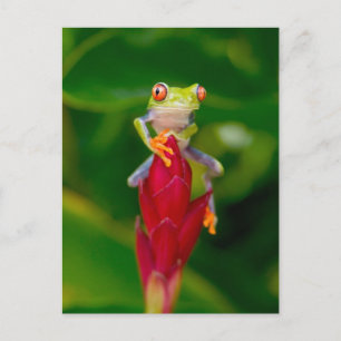 Red-eye tree frog, Costa Rica Postcard
