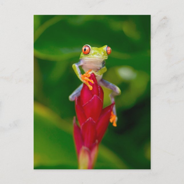 Red-eye tree frog, Costa Rica Postcard (Front)