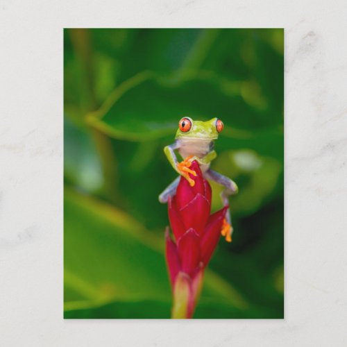 Red_eye tree frog Costa Rica Postcard