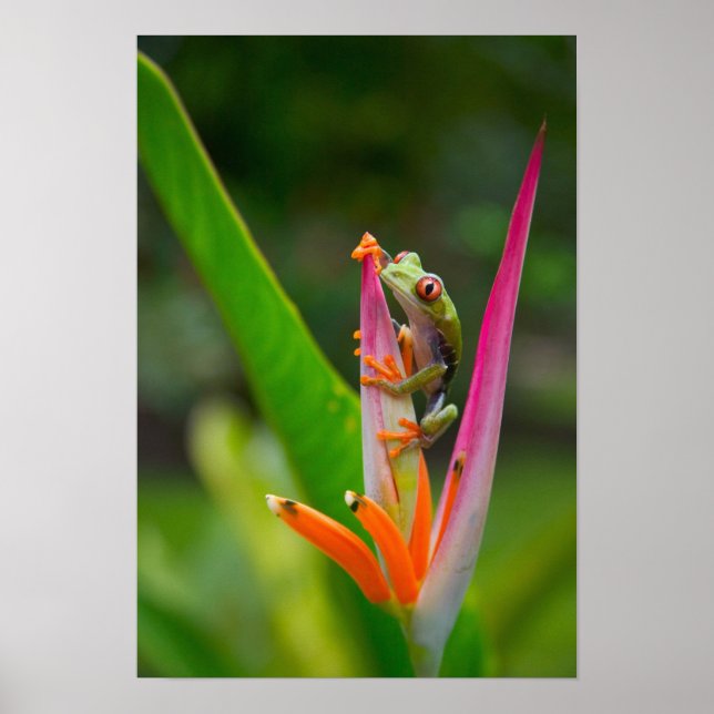 Red-eye tree frog, Costa Rica Poster (Front)
