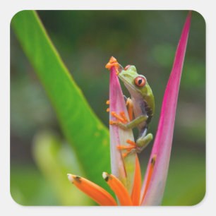 Red-eye tree frog, Costa Rica Square Sticker