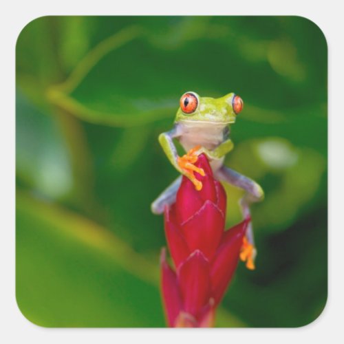 Red_eye tree frog Costa Rica Square Sticker