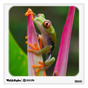 Red-eye tree frog, Costa Rica Wall Decal