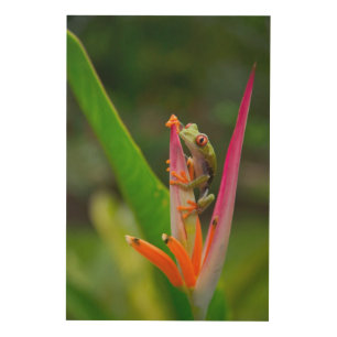 Red-eye tree frog, Costa Rica Wood Wall Art