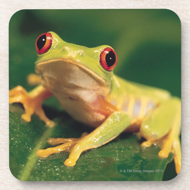 Red eye tree frog drink coaster (Front)