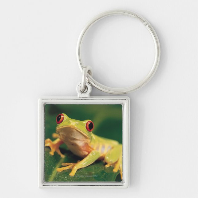 Red eye tree frog keychain (Front)